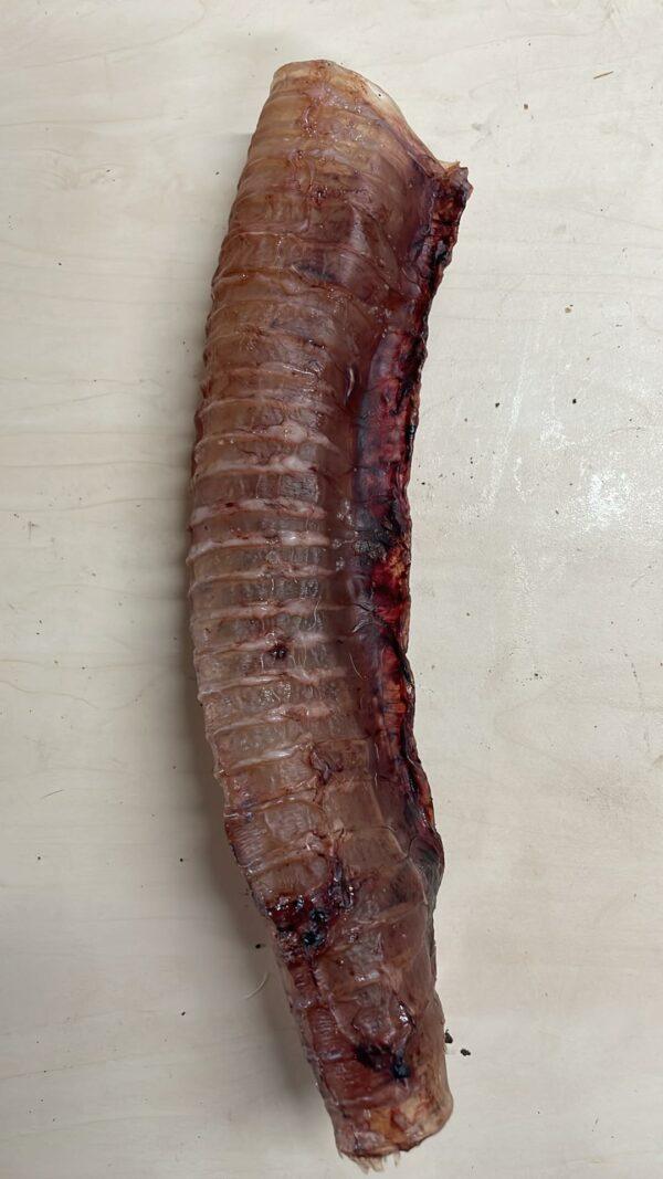 Trachea celá